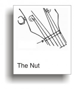 Nut1